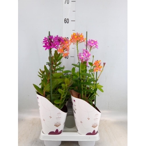 Epidendrum   ...