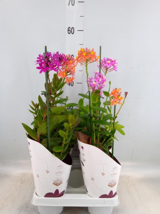 <h4>Epidendrum ...</h4>