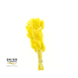 Dried Bleached Phalaris Yellow