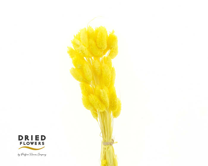 <h4>Dried Bleached Phalaris Yellow</h4>