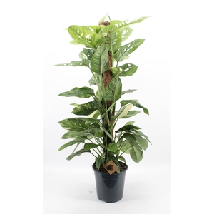 Monstera   ...