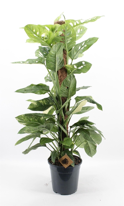 <h4>Monstera   ...</h4>