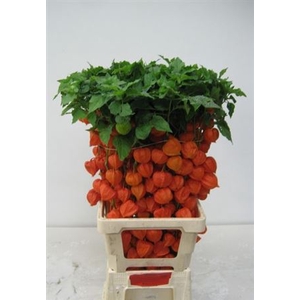 Physalis Orange