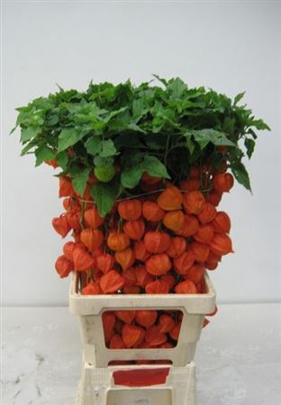 <h4>Physalis Orange</h4>