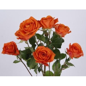 Rosa spray (our choice) orange