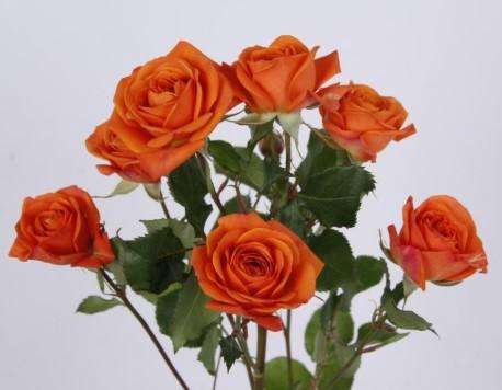 <h4>Rosa spray (our choice) orange</h4>
