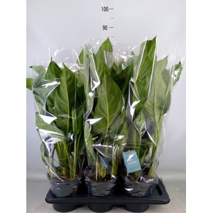 Aglaonema  'B.J. Freedman'