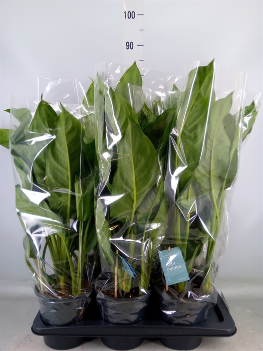 <h4>Aglaonema  'B.J. Freedman'</h4>