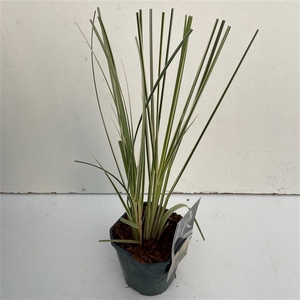 Graminées Cortederia sell. 'Mini Silverpampas'