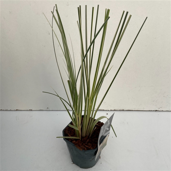 <h4>Graminées Cortederia sell. 'Mini Silverpampas'</h4>