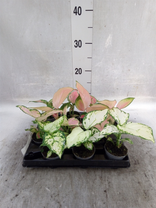 <h4>Aglaonema   ...</h4>