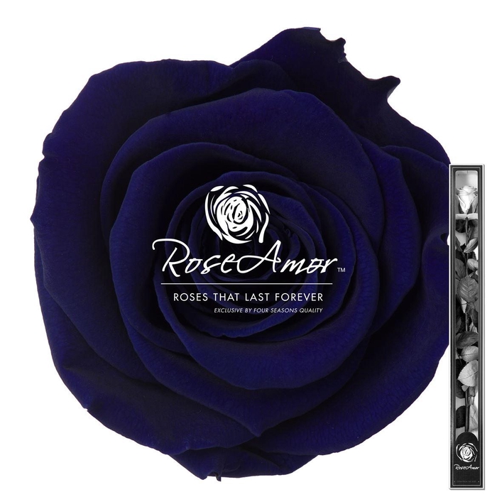 <h4>60cm Stem Blu03</h4>