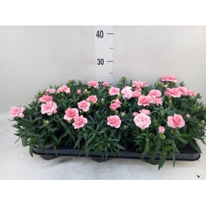 Dianthus  'Oscar Pink'