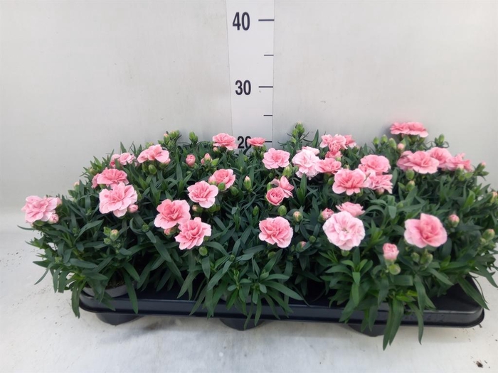 <h4>Dianthus 'Oscar Pink'</h4>