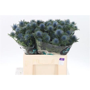 Eryngium Magnetar Qstar