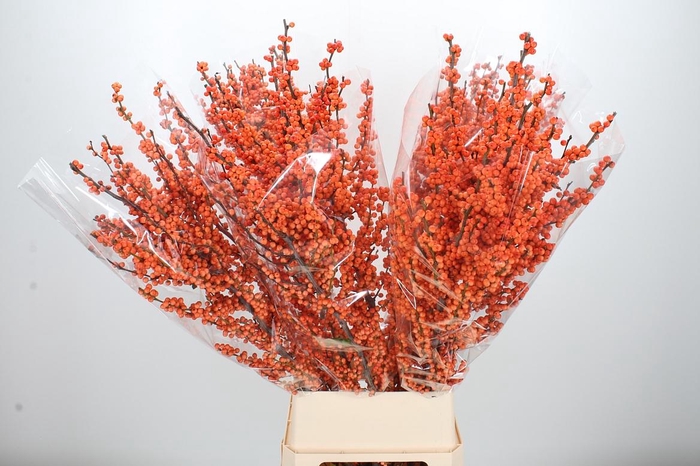 <h4>Ilex Ve Winter Gold</h4>