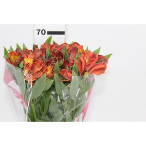 ALSTROEMERIA CINNAMON 070 CM