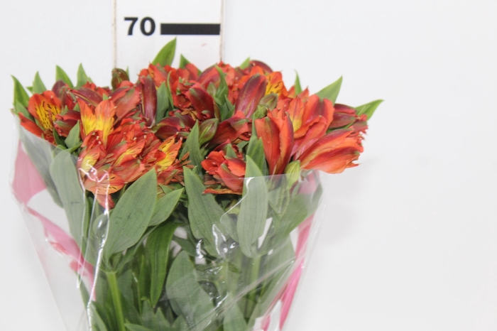 <h4>ALSTROEMERIA CINNAMON 070 CM</h4>