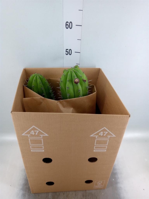 <h4>Cereus   ...</h4>
