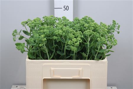 <h4>Sedum Spectabile</h4>