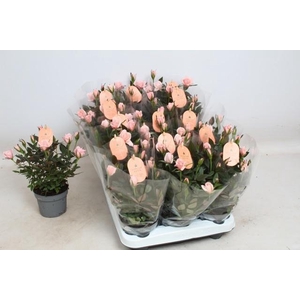 RO ROSAROMA PINK