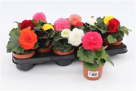 <h4>Begonia Tuberosa Mix</h4>