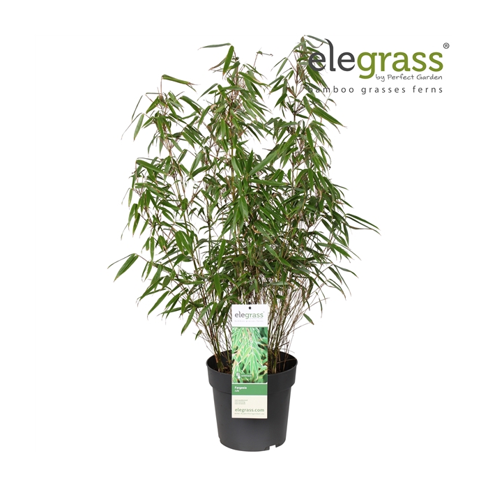 <h4>Fargesia rufa P23</h4>