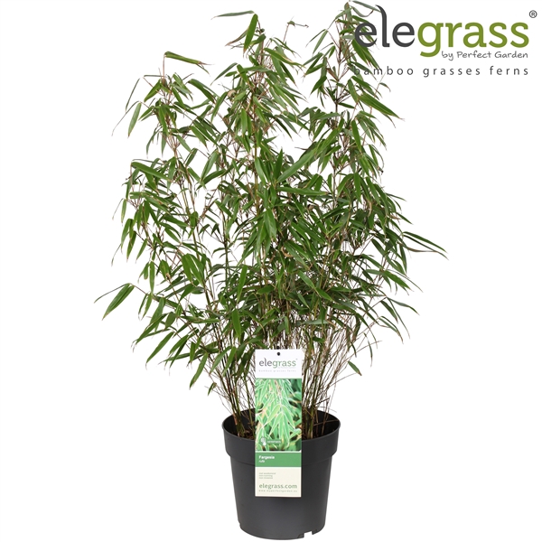 <h4>Fargesia rufa P23</h4>