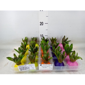 Hyacinthus orie.   ...waxed L%
