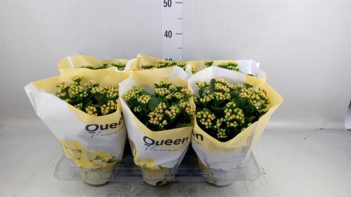 <h4>Kalanchoe  'MoreFlow Lausanne'</h4>