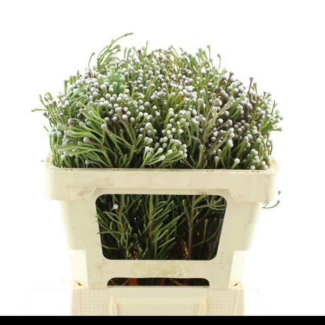 <h4>BRUN NODULIFLORA</h4>