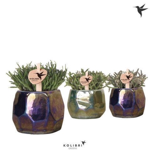 Kolibri Greens Rhipsalis mix in Pearl pot blue mix