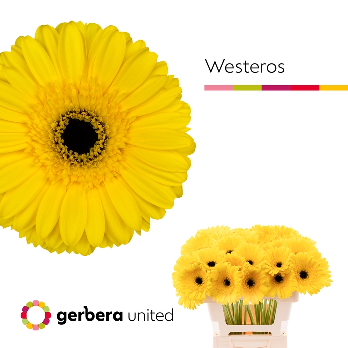 <h4>Gerbera Westeros Water x40</h4>