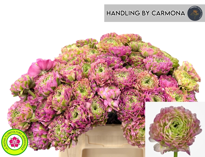 <h4>RAN PON PON MALVA</h4>