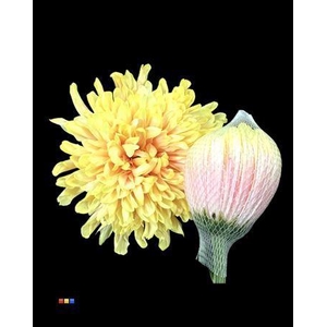 Chr G Kbh Antonov Soft Peach