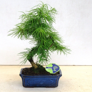 pseudolarix amabilis 24 cm shape
