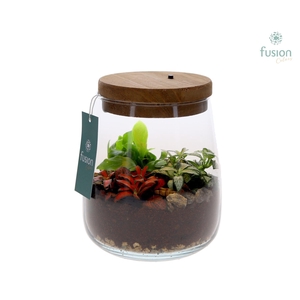 Terrarium Julia met verlichting met arrangement