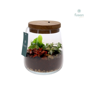 Terrarium Julia met verlichting met arrangement