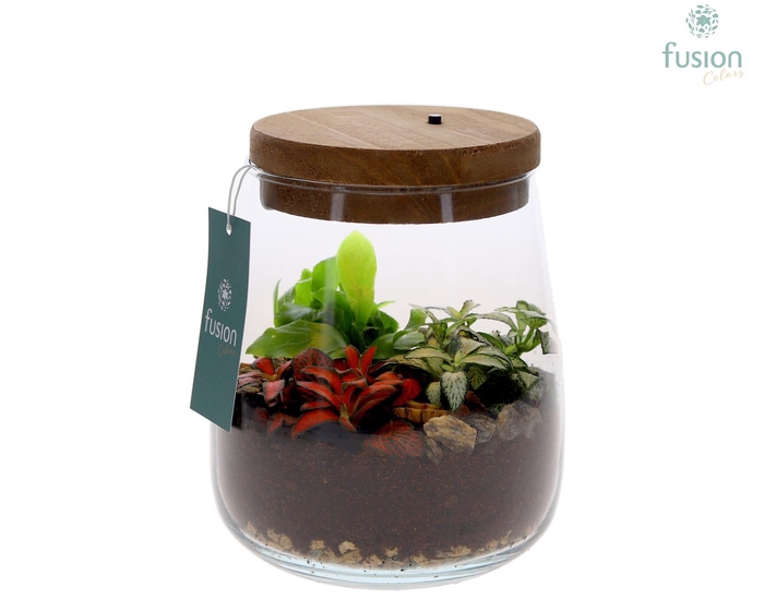 <h4>Terrarium Julia met verlichting met arrangement</h4>