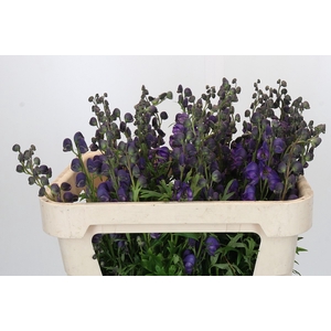 Aconitum Napellus