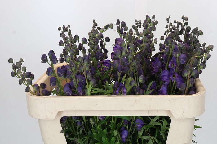<h4>Aconitum Napellus</h4>
