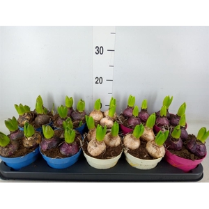 Hyacinthus orie.   ...mix 3