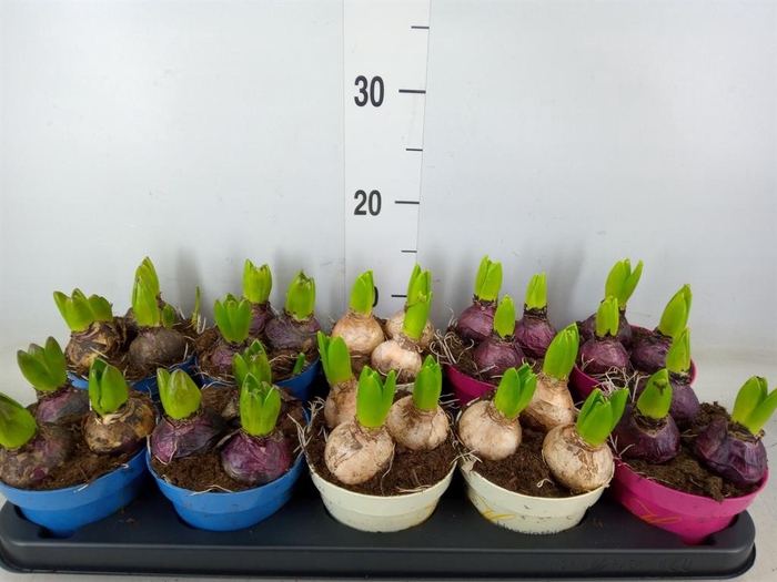 <h4>Hyacinthus orie.   ...mix 3</h4>