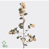 Symphoricarpos Charm Fantasy