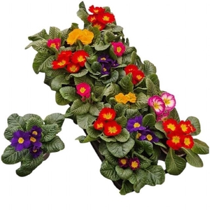 PRIM ACAULIS GEMENGD