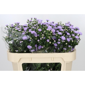 ASTER ASTEE MILKA