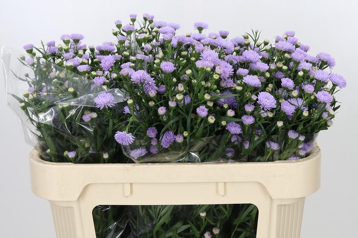 <h4>ASTER ASTEE MILKA</h4>