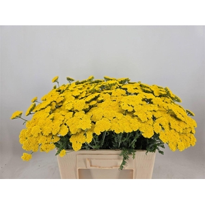 Achillea Moonshine
