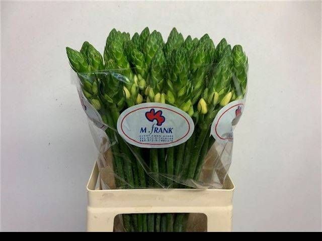 <h4>ORNIT DB ORCHID STAR</h4>