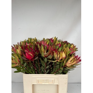 Leucad Saf Sunset 60 Cm